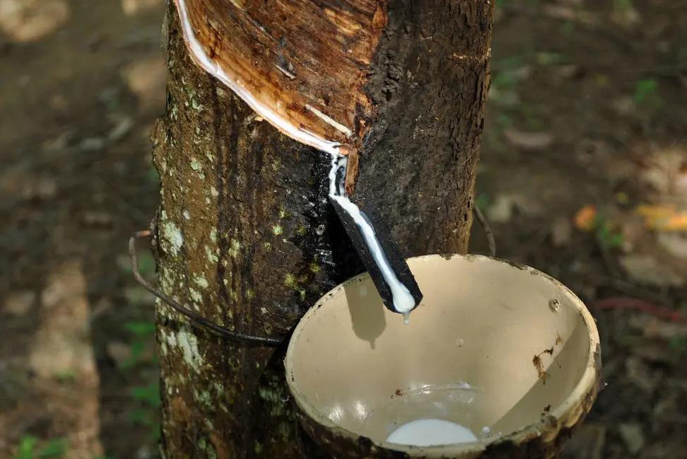 （图为天然乳胶展示图）